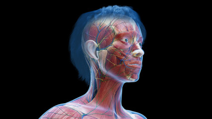 3d rendered medical illustration of a woman's facial muscles