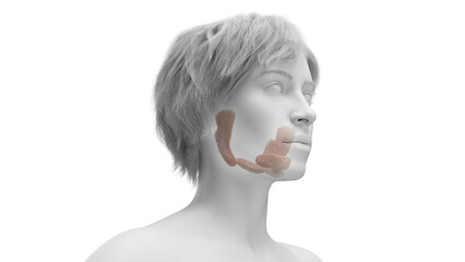 3d rendered medical illustration of a woman's salivary glands