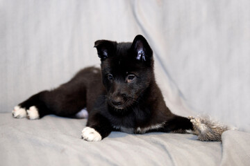 Cute puppy of black and white color. The dog is a child of the northern husky.