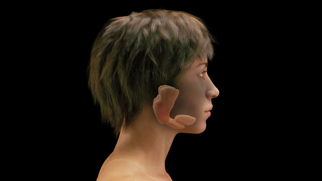 3d rendered medical illustration of a woman's salivary glands.