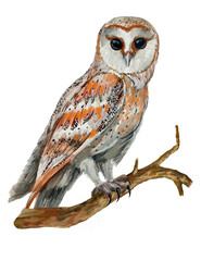 owl sitting on a branch