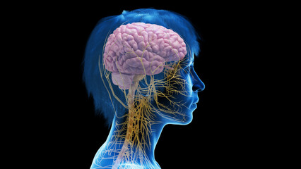 3d rendered medical illustration of a woman's central nervous system.