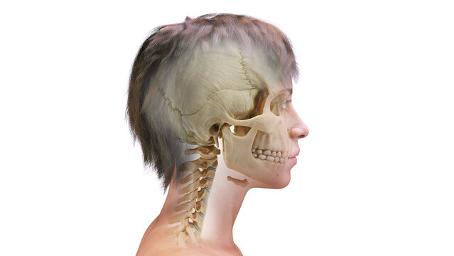 3d rendered medical illustration of a woman's cranial bones