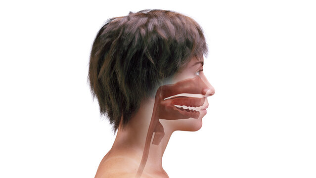 3d rendered medical illustration of a woman's upper airway