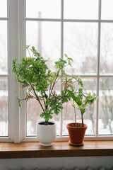 Fototapeta na wymiar Indoor plants on the windowsill in the living room as a decor