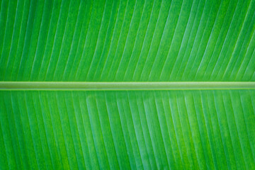 Closeup of banana leaf texture abstract background.	