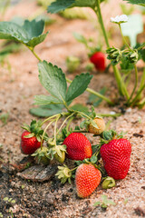 Fresh organic ripe red strawberries grow on a bush in the garden. Without chemicals and nitrates