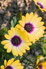 Beautiful bright yellow flowers of osteospermum in the garden