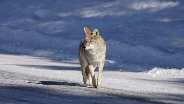 Coyote during winter in the Grand Tetons in the wilderness.