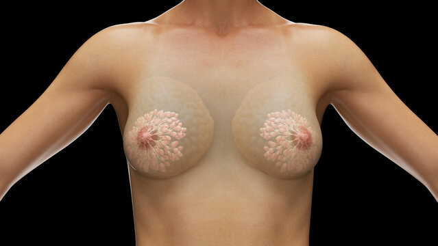 3d rendered medical illustration of the mammary glands
