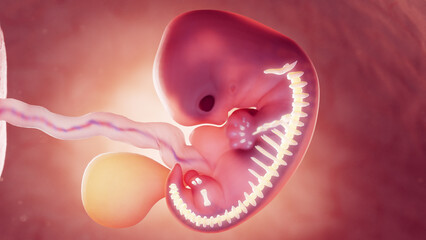 3d rendered medical illustration of skeletal system of 7 week old embryos