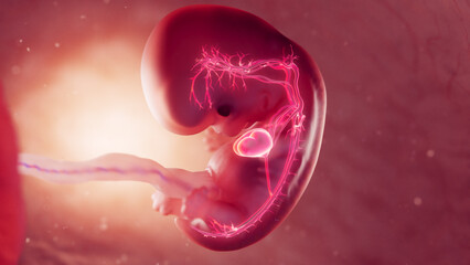3d rendered medical illustration of cardiovascular system of 8 week old embryo - obrazy, fototapety, plakaty