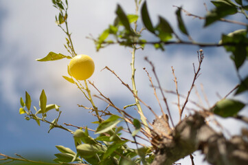 Lemon growing on the tree in a sunny day