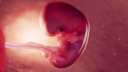 3d rendered medical illustration of a fetus at 8 weeks old