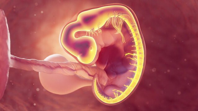 3d rendered medical illustration of nervous system of 6 week old embryo