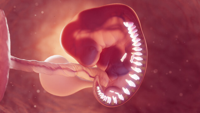 3d rendered medical illustration of vertebra of 6 week old embryo