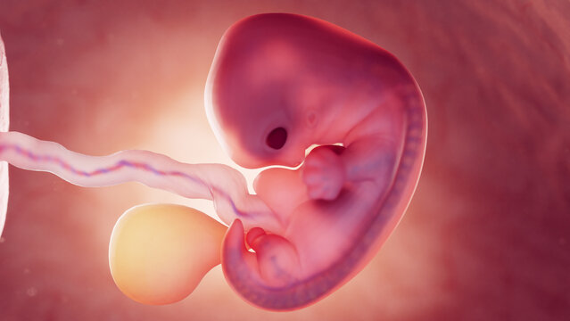 3d rendered medical illustration of a fetus at 7 weeks old