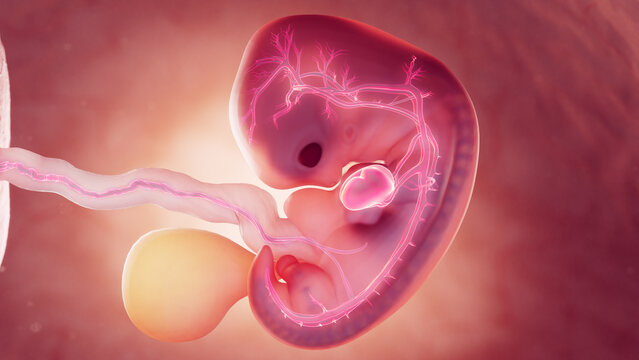3d rendered medical illustration of cardiovascular system of 7 week old embryo
