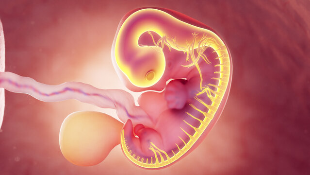 3d rendered medical illustration of nervous system of 7 week old embryo
