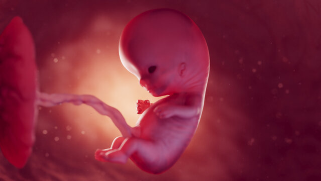 3d rendered medical illustration of a fetus at 10 weeks old