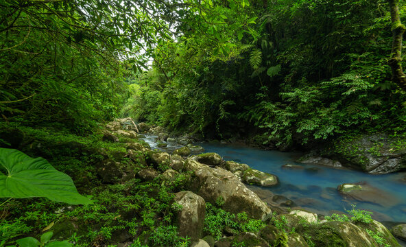 Small creek between tropical trees