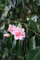 Pink camellia flowers on an evergreen tree in the park