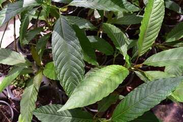 KRATOM LEAVES  (Mitragyna speciosa)  native plant of Southeast Asia,herbal  medicine,controlled substance