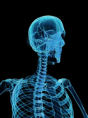 3d rendered medical illustration of scan of the bones of the upper torso
