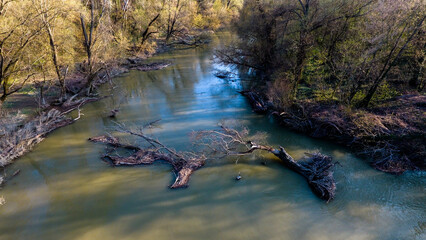 crocodile in the river