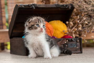 scottish fold tabby kitten near decorative dower chest with multicolored balls of wool on a rustic background