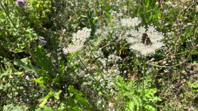 Map butterfly (Araschnia levana) moving around on white flower in Zurich, Switzerland