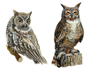 Two owls,great horned owl isolated