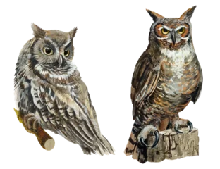 Acrylic prints Owl Cartoons Two owls,great horned owl isolated