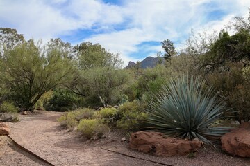 Landscape with cactuses in the desert on a sunny day, Phoenix, Arizona