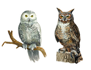Two owls on a branch and stump