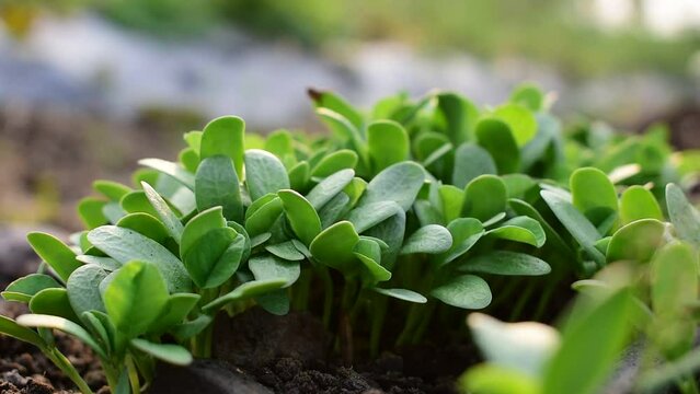 Newly sprouted  Fenugreek seed in farm. Green Fenugreek Plant Agriculture Healthy