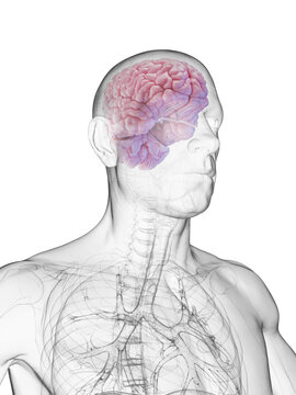 3d rendered medical illustration of the brain