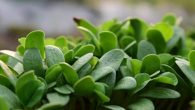 Newly sprouted  Fenugreek seed in farm. Green Fenugreek Plant Agriculture Healthy
