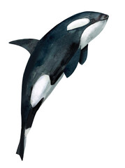 Killer whale, Big whale © Marina
