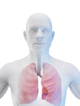 3d rendered medical illustration of the lungs