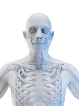 3d rendered medical illustration of the skeletal system