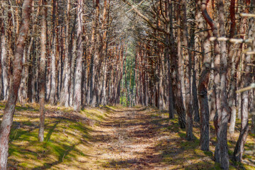 Dancing forest is sight of Curonian Spit national park in Kaliningrad region, Russia. Beautiful old conifer trees with twisted trunks covered moss and road for tourists. Forest landscape