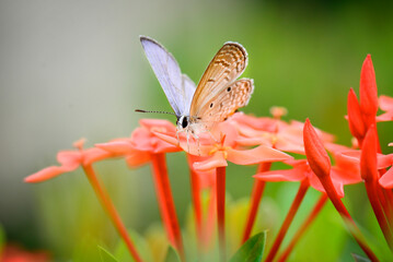 butterfly on a flower