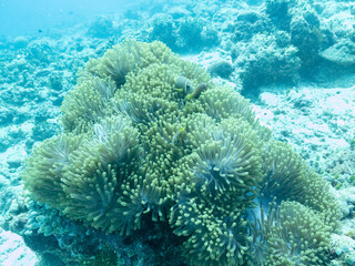Fototapeta na wymiar Clownfish in the sea anemone in the depths of the Indian ocean, Maldives