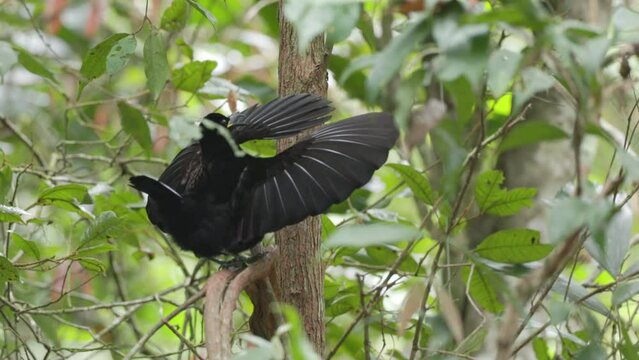 a rear view of a male victorias riflebird with its wings up in a mating display at lake eacham in nth qld, australia