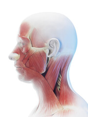 3d rendered medical illustration of muscles of the face and neck.