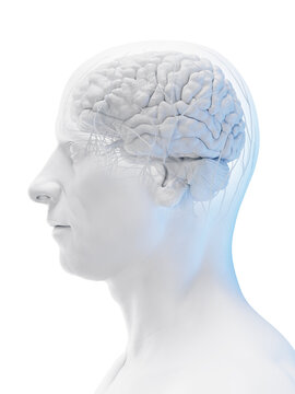 3d rendered medical illustration of a man's brain.