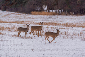 Urban White-tailed Deer Feeding In The Snow In December
