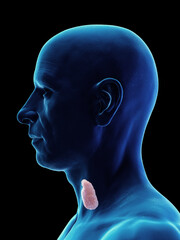 3d rendered medical illustration of a man's thyroid gland.