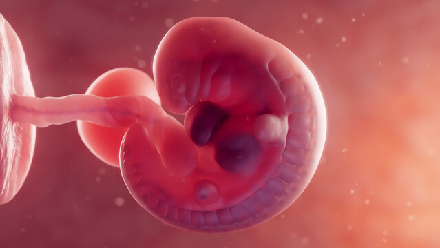 3d rendered medical illustration of a developing embryo in the womb